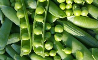 グリーン ビーンズ